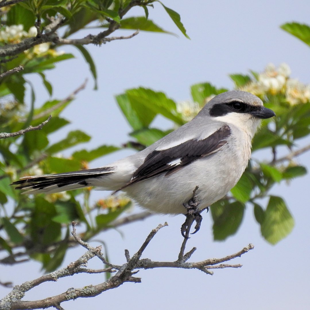 Nia Suzune ✧ 【REBRANDING】 🔔🌿 tweet media