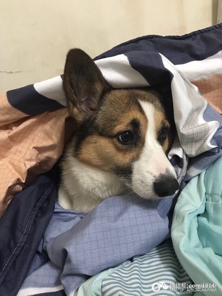 bethel ota tweet media