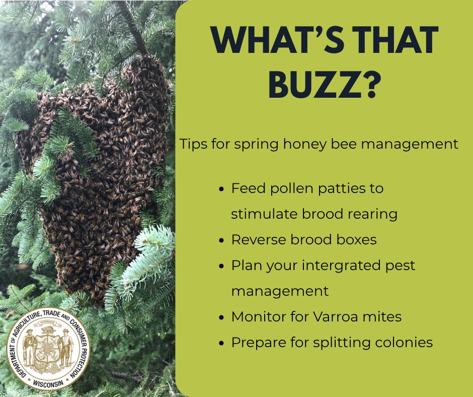 widatcp's tweet image. Did you know that a honey bee colony’s natural way of reproducing is via swarming, or splitting one big colony into two smaller ones? Prevent swarming by manually splitting hives in May or June.

Learn more: extension.psu.edu/colony-divisio….🍯🐝

#Beekeeping #DATCP