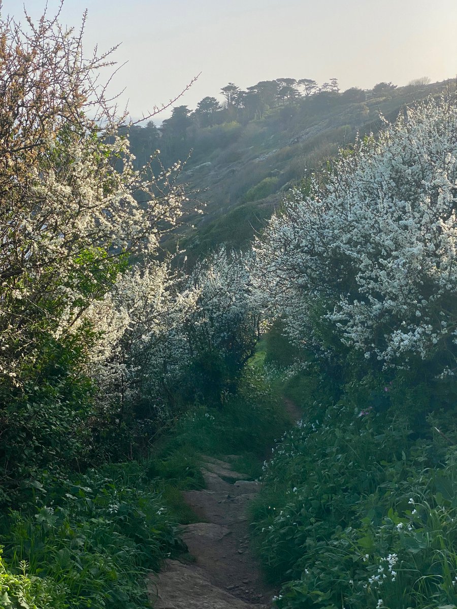 bakrim2000's tweet image. 2/2  I love this time of year when all the wildflowers are blooming along the cornish coast and more..🌼  🌸
#walking👣  #cornwall