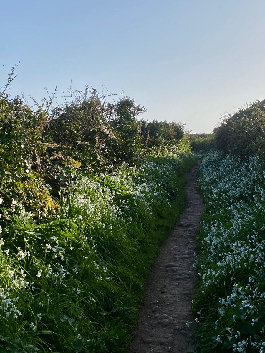 bakrim2000's tweet image. 2/2  I love this time of year when all the wildflowers are blooming along the cornish coast and more..🌼  🌸
#walking👣  #cornwall