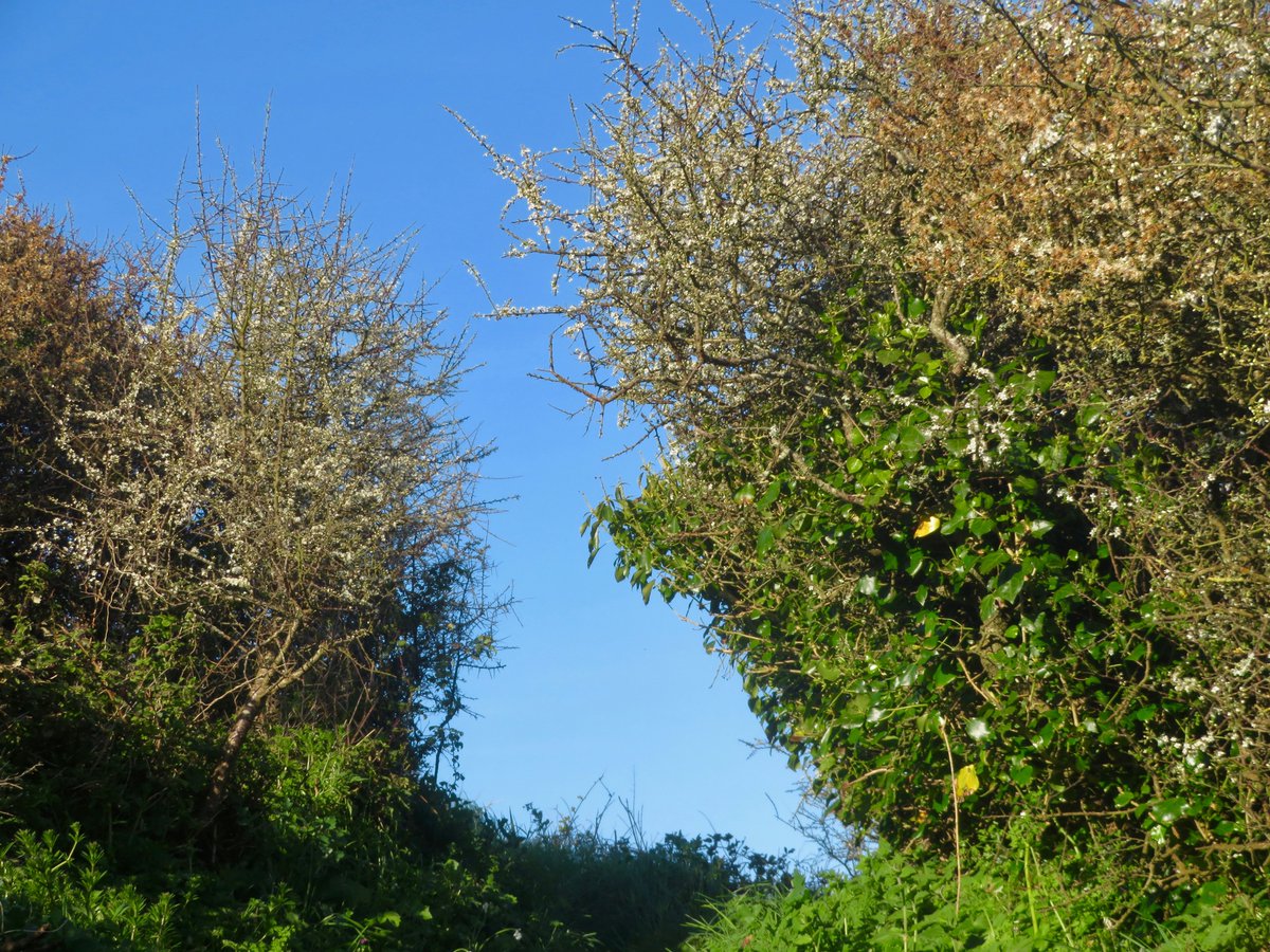 bakrim2000's tweet image. 2/2  I love this time of year when all the wildflowers are blooming along the cornish coast and more..🌼  🌸
#walking👣  #cornwall