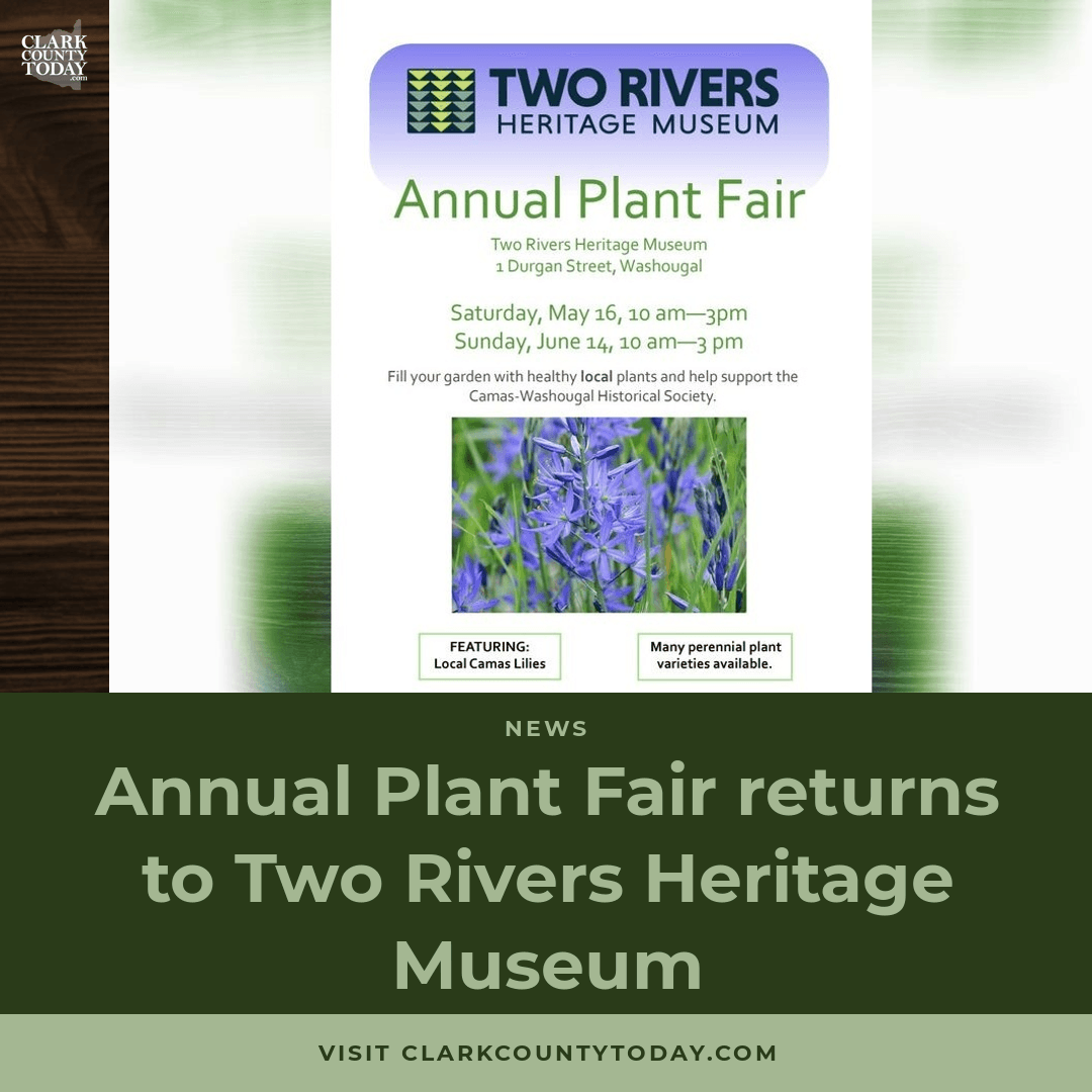 NewsFromCCT's tweet image. Volunteers harvest heritage plants from Thor Larsen's historic Carriage House for May 16 Plant Fair at Two Rivers Heritage Museum. clarkcountytoday.com/news/annual-pl… #PlantFair #WashougalHistory #CommunityEvent