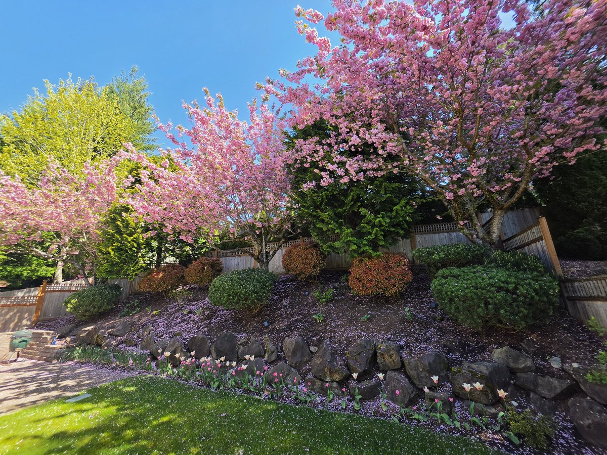 Kad dođeš kući posle dužeg puta, a dvorište ti se raduje. 😀