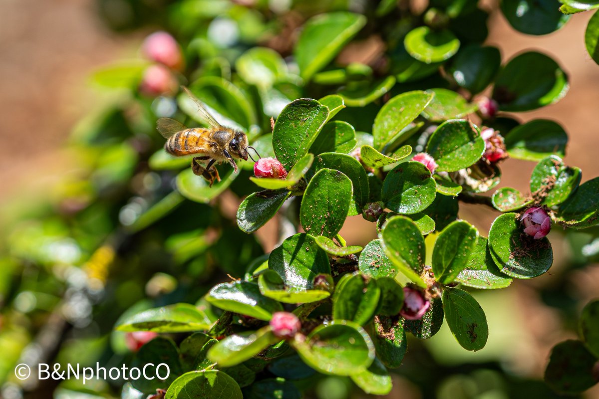 Gallows_X's tweet image. Caught the bee sizing up the flower then giving it the ol tongue. 
#photography #bee #nature #wildlife #BNphotoCO