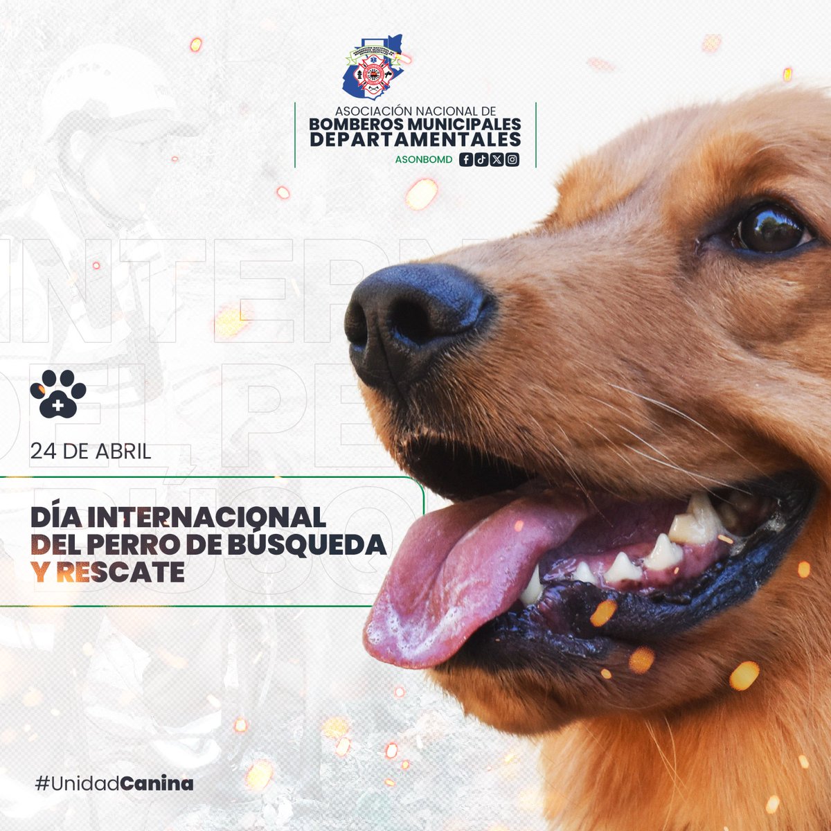 ASONBOMDGT's tweet photo. 📅 24 de abril | Día Internacional del Perro de Búsqueda y Rescate 🐾

Hoy reconocemos la invaluable labor de nuestros ejemplares caninos, quienes junto a sus guías forman un binomio esencial en la búsqueda y localización de personas en emergencia.

🐶🚒 Compromiso, disciplina y vocación de servicio que salvan vidas.

#ASONBOMD #UnidadCanina #PerrosDeRescate #Emergencias1554