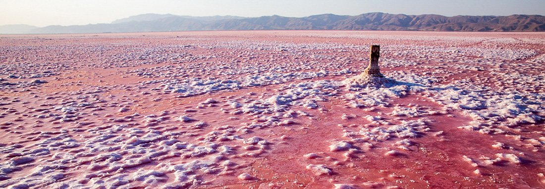 🦩فلامینگو tweet media