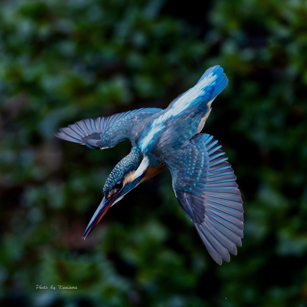 9960hiro's tweet image. とある植物園内池

#カワセミ
#sony
#SonyAlpha
#α1m2
#sel600f40gm
#sel14tc