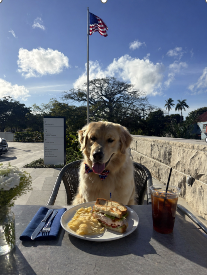 USEmbassyNassau's tweet photo. Forget working lunches ; Duke does lunch DATES. π½οΈππΎ Our favorite Embassy staffer took a well deserved Friday lunch break today and honestly? He deserves it more than anyone. Happy Friday from the most social pup in Nassau! #FridaysWithDuke #USEmbassyNassau https://t.co/p3YaTyAXrn