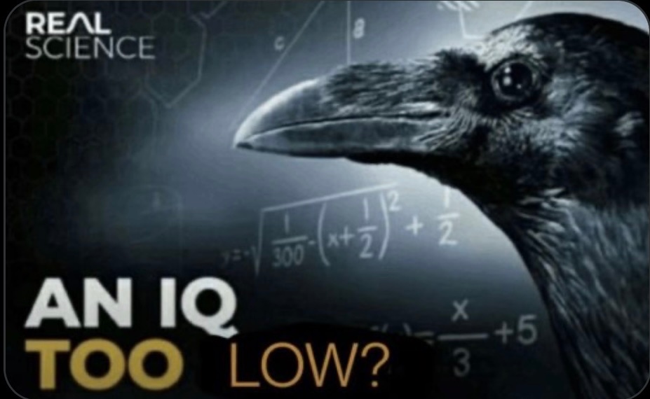 WillBChill :3 tweet media