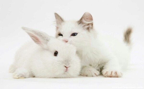 ˚₊‧꒰ა phina ໒꒱ tweet media