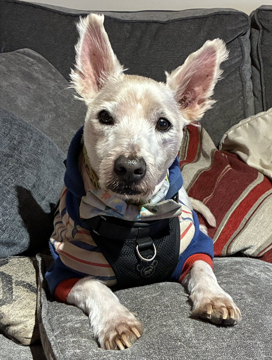 Neale and Fergus the Westie!! tweet media