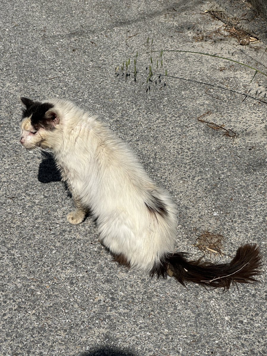 Ege Dinç tweet media