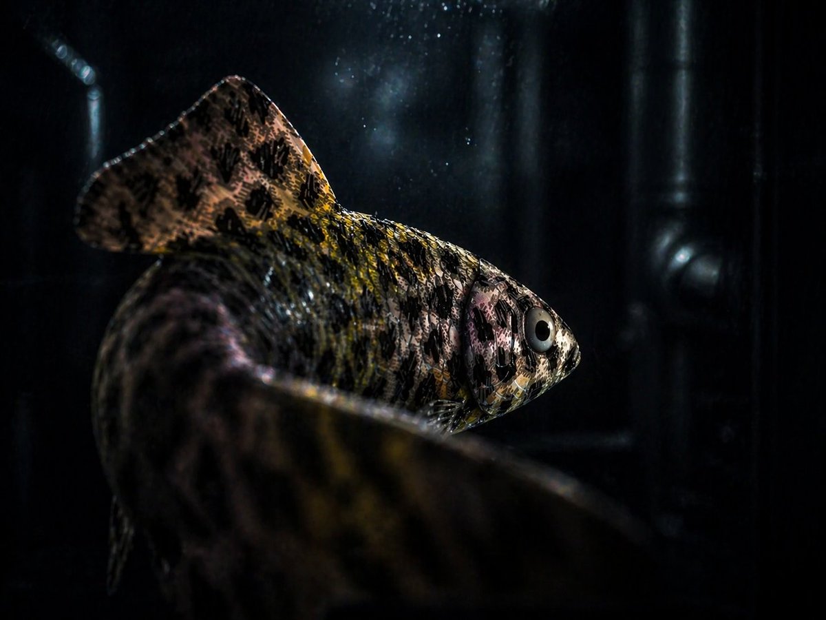 The_Fed_1776's tweet photo. Don't let your #CryptoFish swim away. Learn AI art from one of the best! Check out the art project @refractionsxyz by artist @muratsayginer and get your CryptoFish today! Tell your story to the world!
https://t.co/Po67Q6NDpf https://t.co/wvGjX0Ozm8