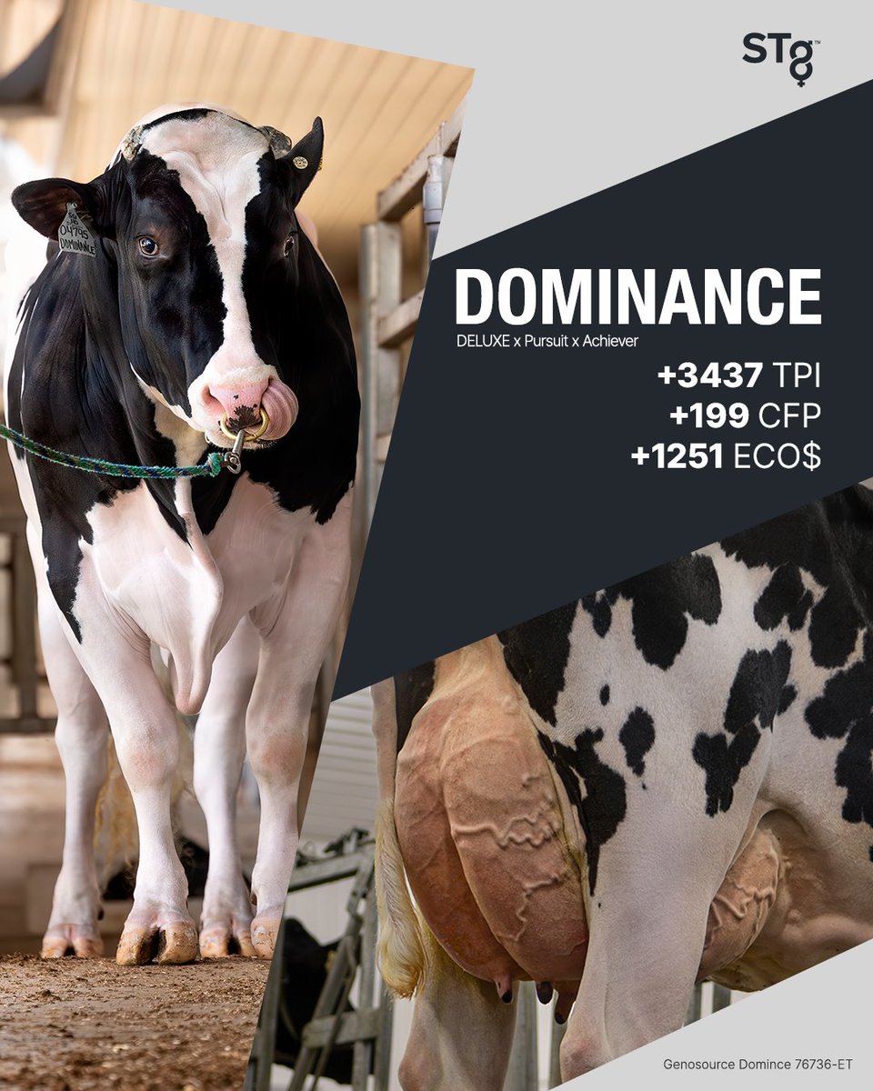 STgenetics's tweet image. DOMINANCE is designed to elevate your herd’s performance and profitability!
DOMINANCE is +3437 TPI +1127 NM$ +64 Prot +.08% +135 Fat +.29%
DOMINANCE is +1251 Eco$ +3.5 PL &amp;amp; A2A2
#DOMINANCE is a #Legend™ sire available in #4M™: bit.ly/3HcKMWX