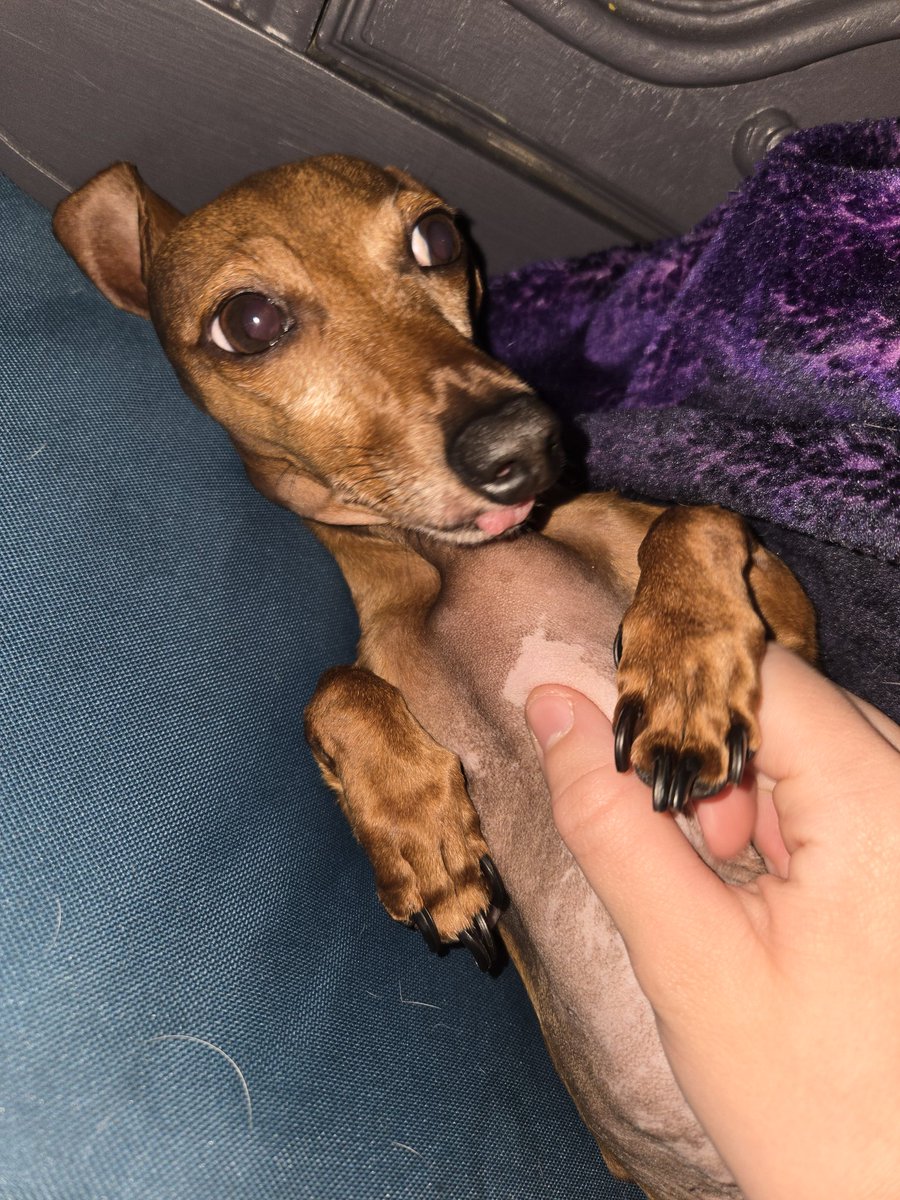 Rev 🦈 tweet media