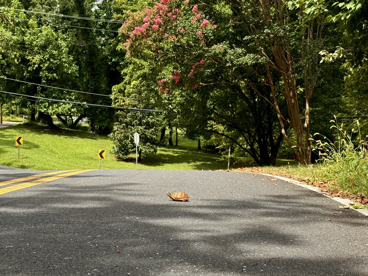 drsarah's tweet photo. I just sacrificed my perfect driving score to save a turtle!!
Hey @Tesla some “hard braking” is ok! But whatever, I’ll take the ding on my car insurance to save the turtle every damn time! #savetheturtle https://t.co/TOfPARjqzl