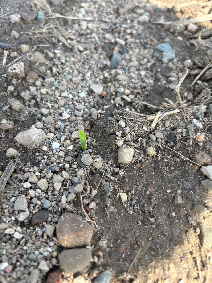 tecfire2's tweet image. We have emergence! #bolt #takeoff #ontag #freshmarket #stokeseeds