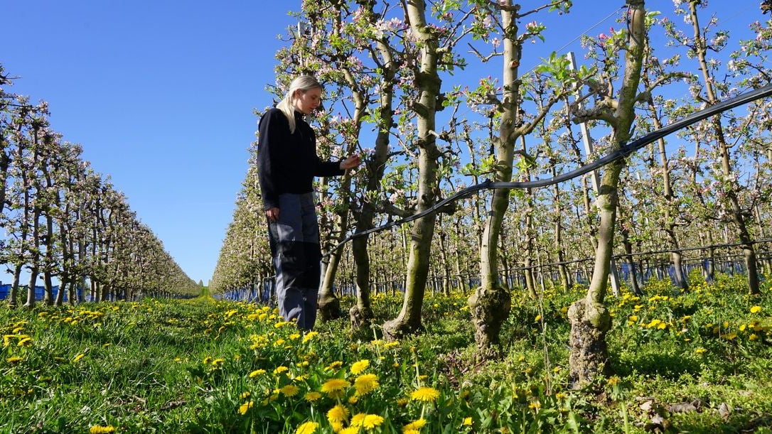 Frost bedroht Obsternte: Frost bedroht Apfelblüte: Obstbauern in Aseleben kämpfen um die Ernte mz.de/lokal/eisleben…