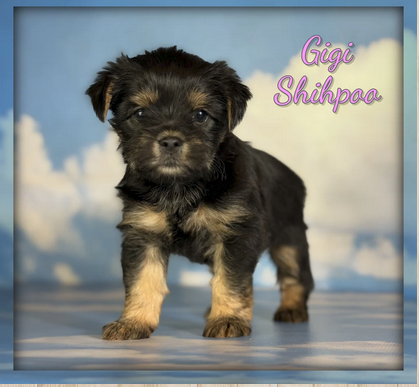 spoiledpetsrus1's tweet photo. 🐶✨ Tiny Paws, Big Hearts ✨🐶

Spoiled Pets R Us has a fresh batch of adorable puppies ready to steal your heart! 💕 

Come meet your new furry family member today! 

Message us for more details or to schedule a visit.
Call Today! (330) 834-8545
https://t.co/Ldj0f6pxsF https://t.co/oE2qOOwRbU