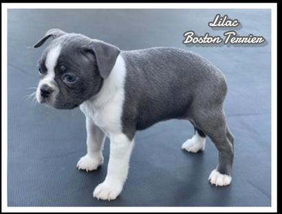 spoiledpetsrus1's tweet photo. 🐶✨ Tiny Paws, Big Hearts ✨🐶

Spoiled Pets R Us has a fresh batch of adorable puppies ready to steal your heart! 💕 

Come meet your new furry family member today! 

Message us for more details or to schedule a visit.
Call Today! (330) 834-8545
https://t.co/Ldj0f6pxsF https://t.co/oE2qOOwRbU