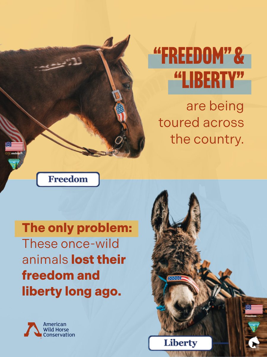 FreeWildHorses's tweet image. 🗽 The Bureau of Land Management (BLM) celebrates America's 250 years with a nation-wide tour of "Freedom" and "Liberty.” But wild horse advocates know that some of the truest symbols of both, no longer have it. 🚫 

#freedom #liberty #wildhorse #burro #250thanniversary