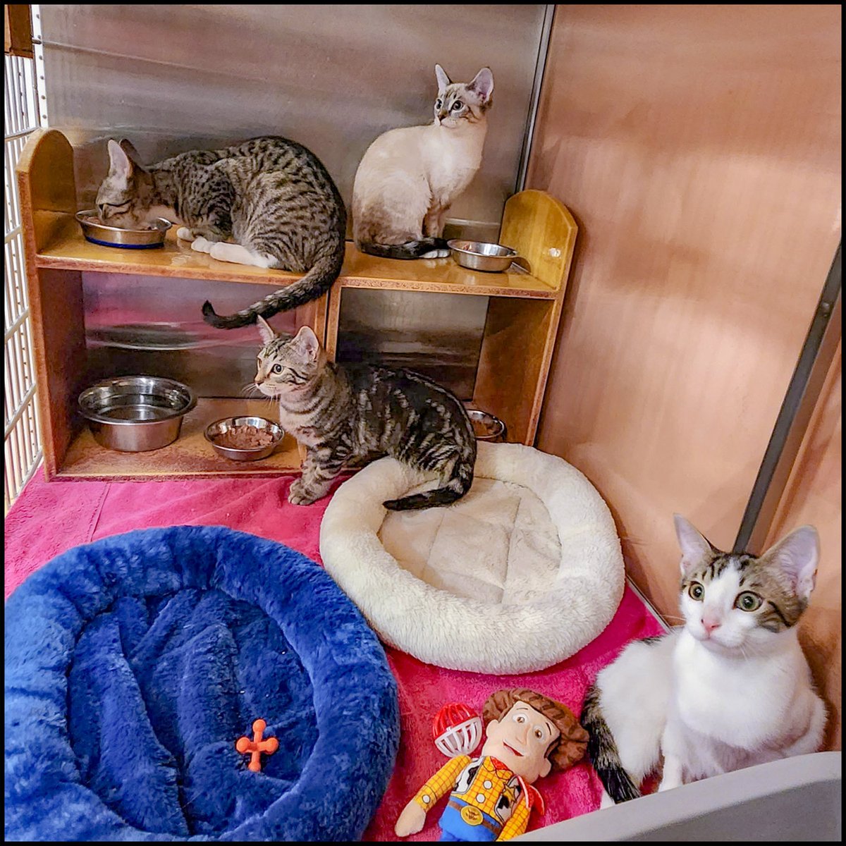 AACatsRescue's tweet image. Our Frozen kittens, Elsa, Anna, Olaf, and Sven are making their grand entrance at our adoption event this weekend. Click the link in bio for details.
#felinefriday #frozen #catadoptions #disney