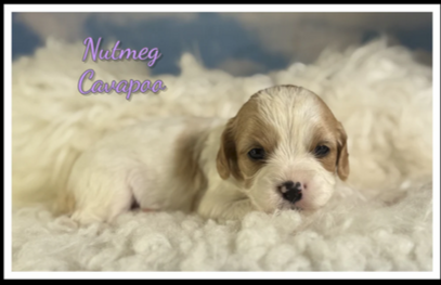 spoiledpetsrus1's tweet photo. 🐶✨ Tiny Paws, Big Hearts ✨🐶

Spoiled Pets R Us has a fresh batch of adorable puppies ready to steal your heart! 💕 

Come meet your new furry family member today! 

Message us for more details or to schedule a visit.
Call Today! (330) 834-8545
https://t.co/Ldj0f6pxsF https://t.co/oE2qOOwRbU