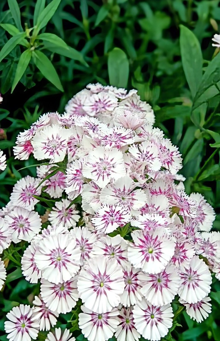 Way of sky tweet media