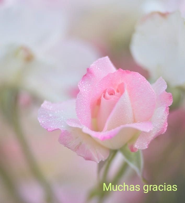 María de la D. tweet media