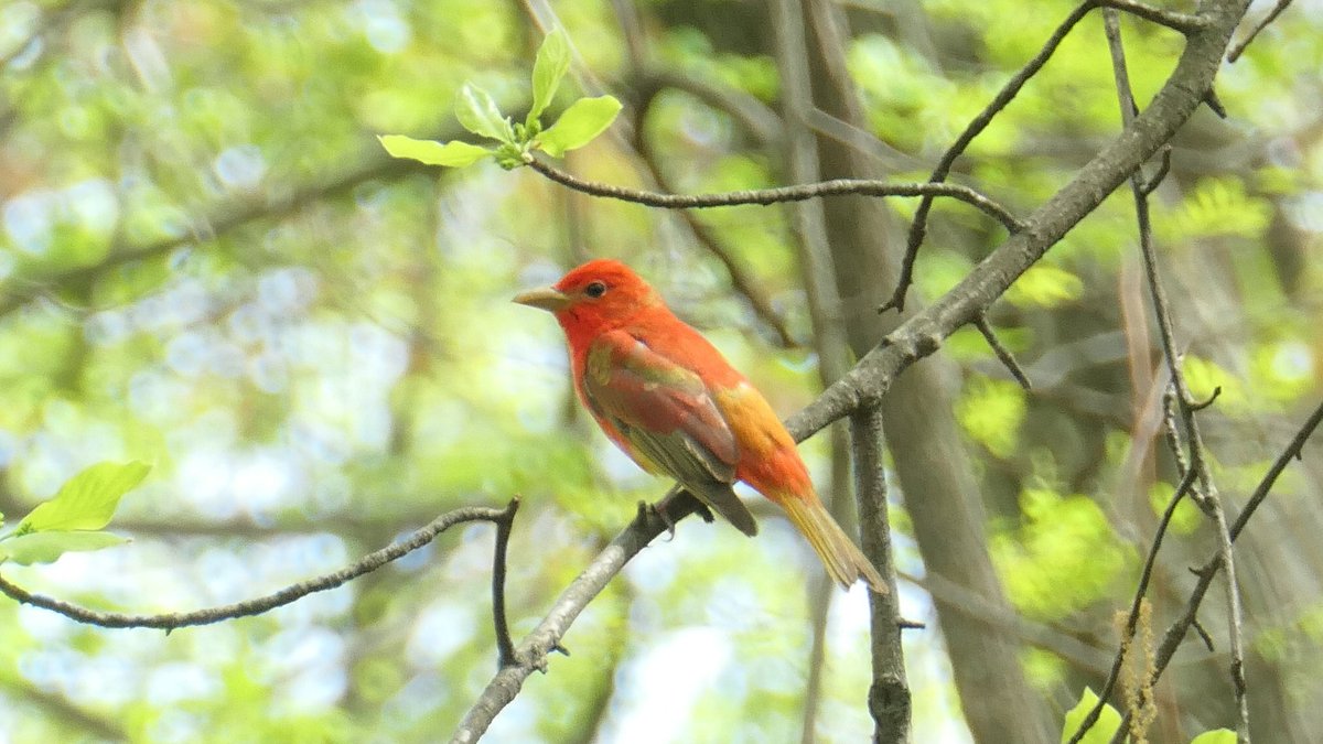 Summer Tanager (Central Park Ramble, April 24). #birdcpp