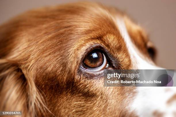 Jammiemonstadog's tweet image. #meme
The problem of breeds been malformationly bred into bulging beady eyes like Chihuahua compared to other breeds with natural adorable aboriginal shaped eyes like most hounds and spaniels.