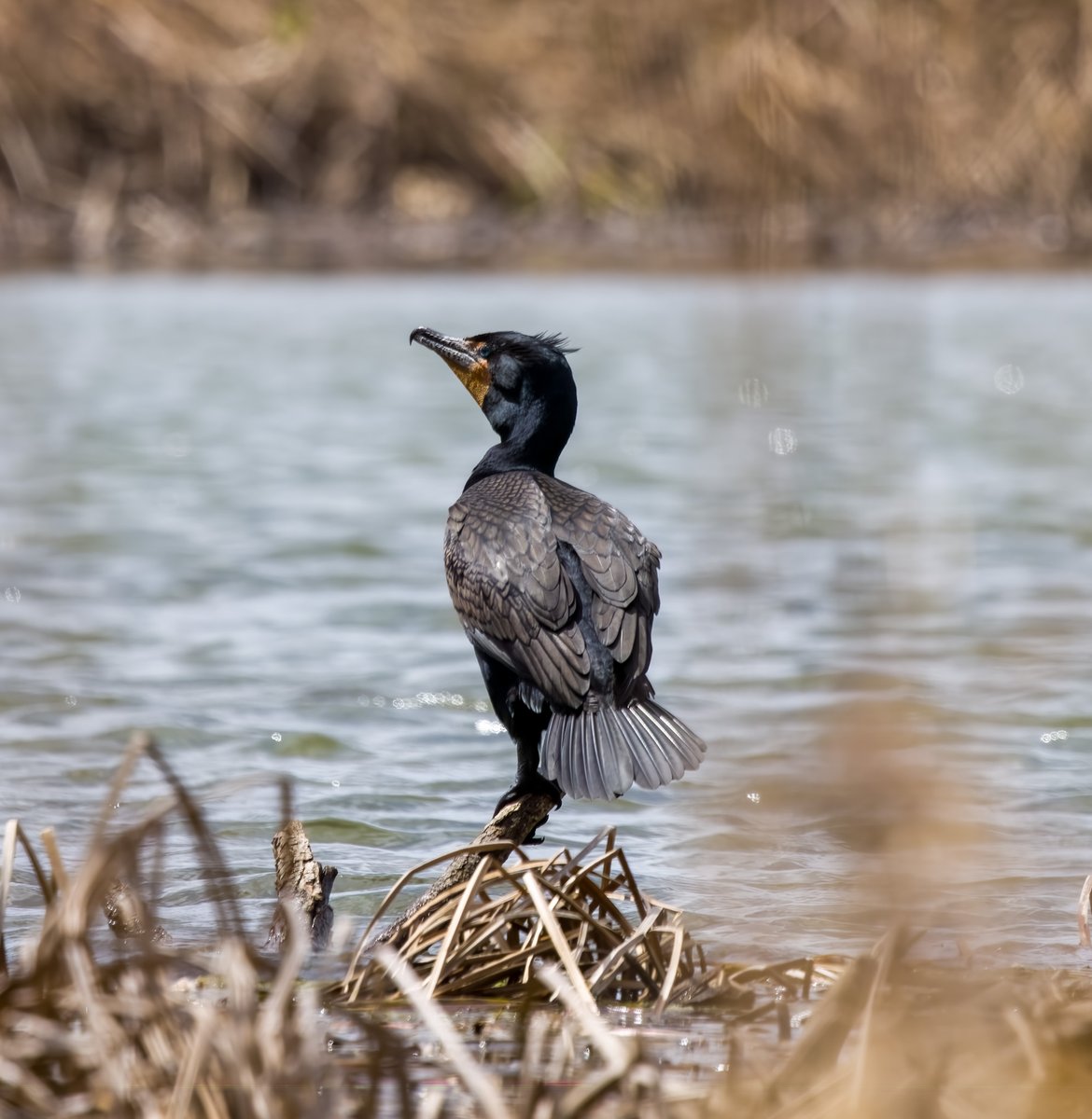 Mandeepsihota's tweet image. A Cormorant checking out its surroundings before getting in the water! #birds #birding #birdsinwild #birdphotography #TwitternaturePhotography #Canon #IndiAves #WildlifePhotography