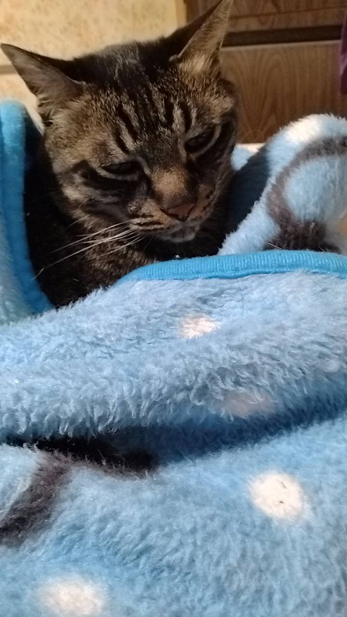 めー(にゃお)🐈 tweet media