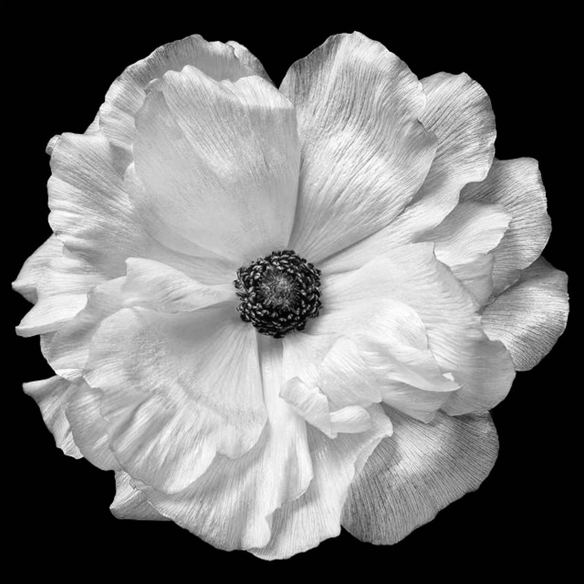 my favourite flower ❀
