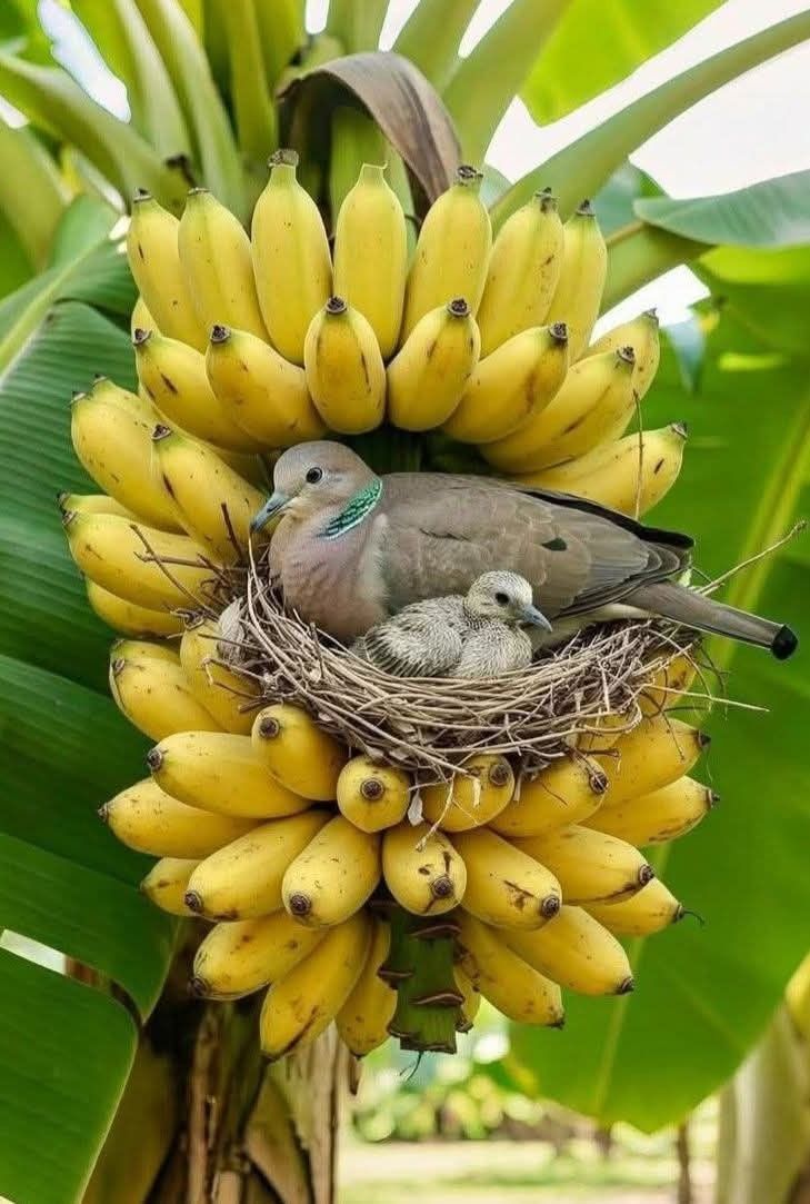 M_M_Nutrition's tweet image. #vegan #vegetarian