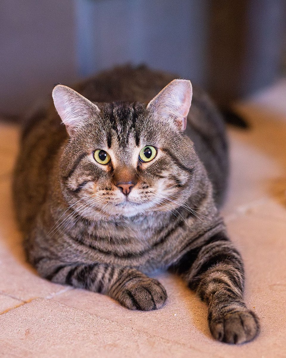 Whiskers 'N' Wishes Sanctuary tweet media