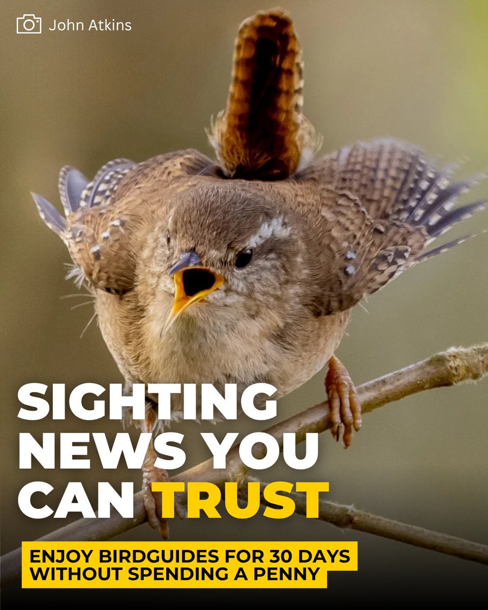 BirdGuides's tweet image. No card details required.
Try BirdGuides free for 30 days: bit.ly/47aveMy

#birdguides #freetrial #birdwatching #birdwatch #birdwatching #birdwatch #birds