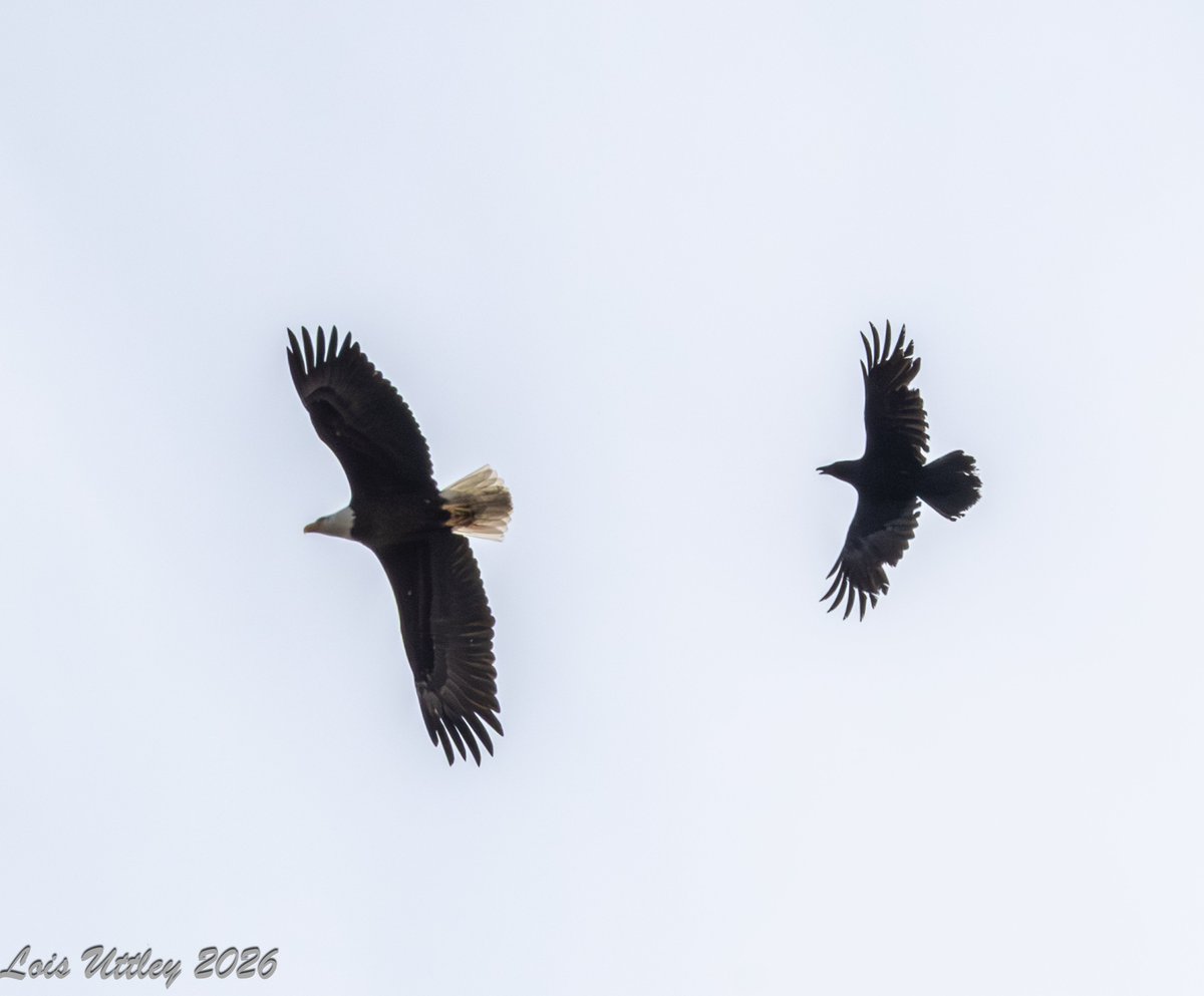 Wow! I was on our roofdeck when I heard the loud raven alarm call being sounded repeatedly and looked up.  There was one of the Cathedral ravens chasing a bald eagle through the sky one block from the raven's nest! Now I know who ravens fear when they have babies. #birdcpp