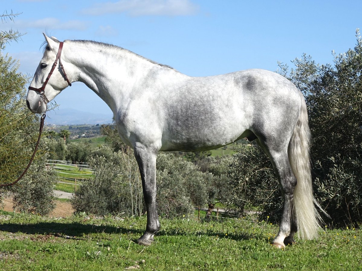 ehorses_com's tweet image. Elegant PRE Stallion 🐎 with stunning grey coat and exceptional temperament 🌟 Ready for your next journey!

🔗 c-de.co/9ep4d

#ehorses #pre #dressagehorses #stallion #grey #horselove #horse #horses #horselover #foundonehorses
