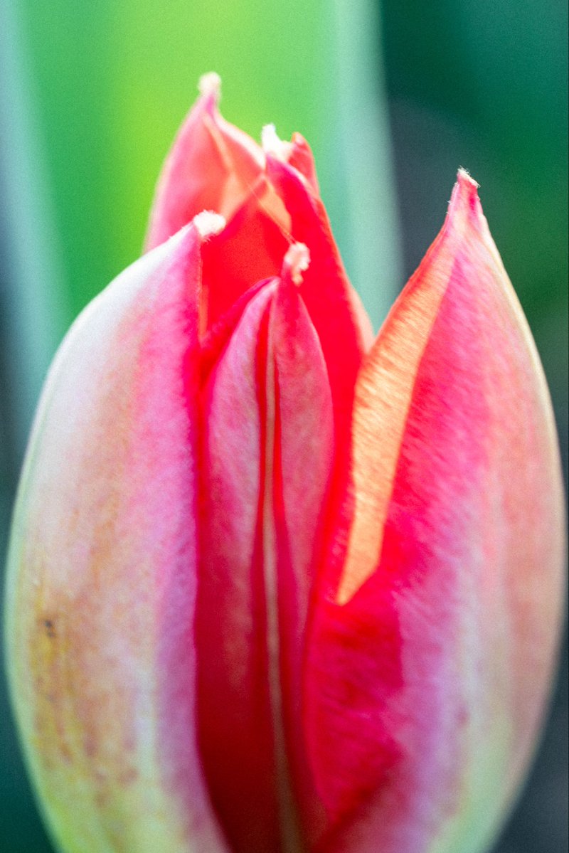 MothTemplar's tweet image. More photos at a local park. Macro photography is great in that it’s generally low stress and it’s not tremendously hard to get clear results if you have steady hands and a good lens.

#bees #flowers #macrophotography