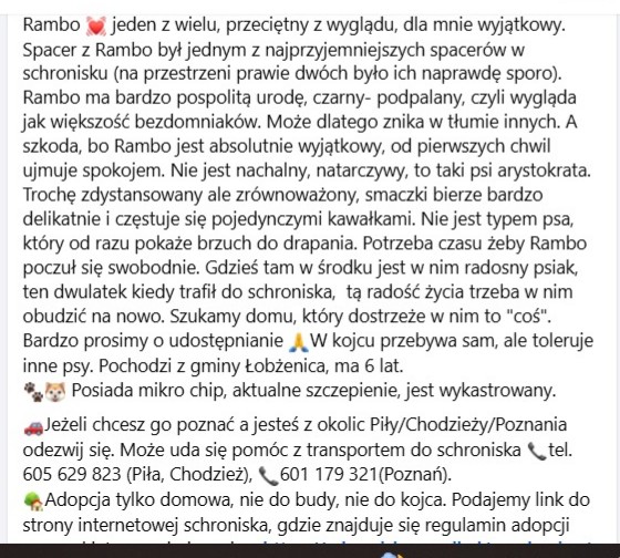 Robwalka Wolf tweet media