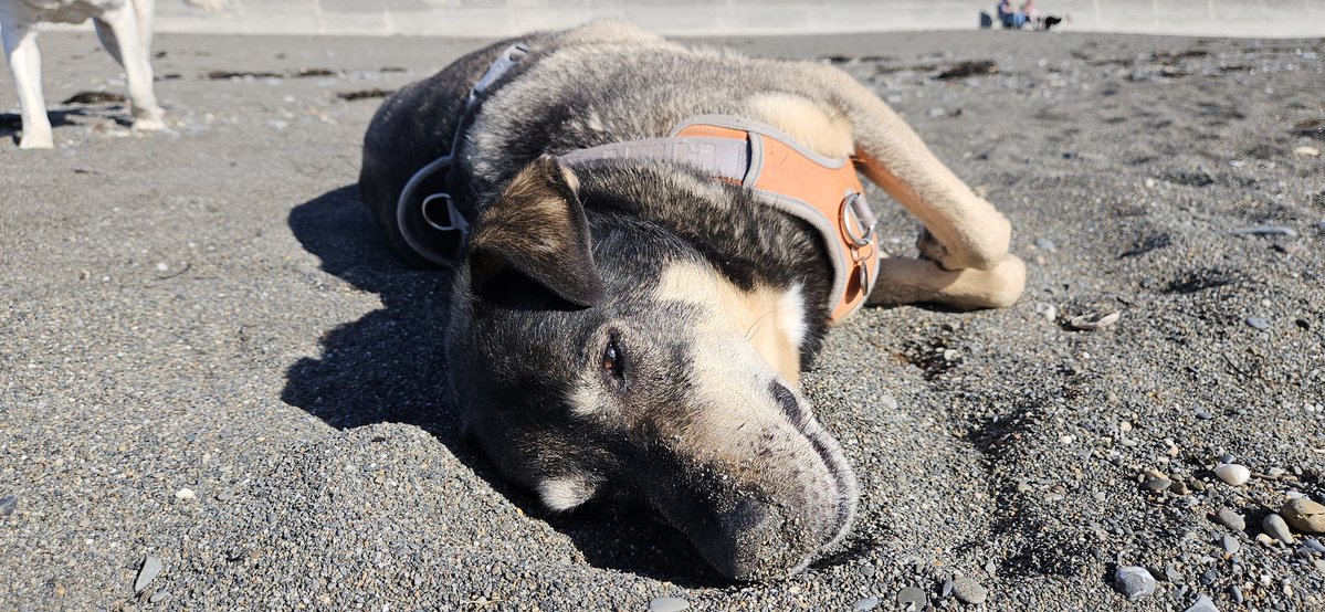 ktulu_r's tweet image. Nakopalo sie Stanlejusze w piasku a teraz odpoczywa. Ten to wie jak zyc. Ludzie pokazywali go sobie palcami jak tak lezal posrodku prawie pustej plazy #Stanley na plazy