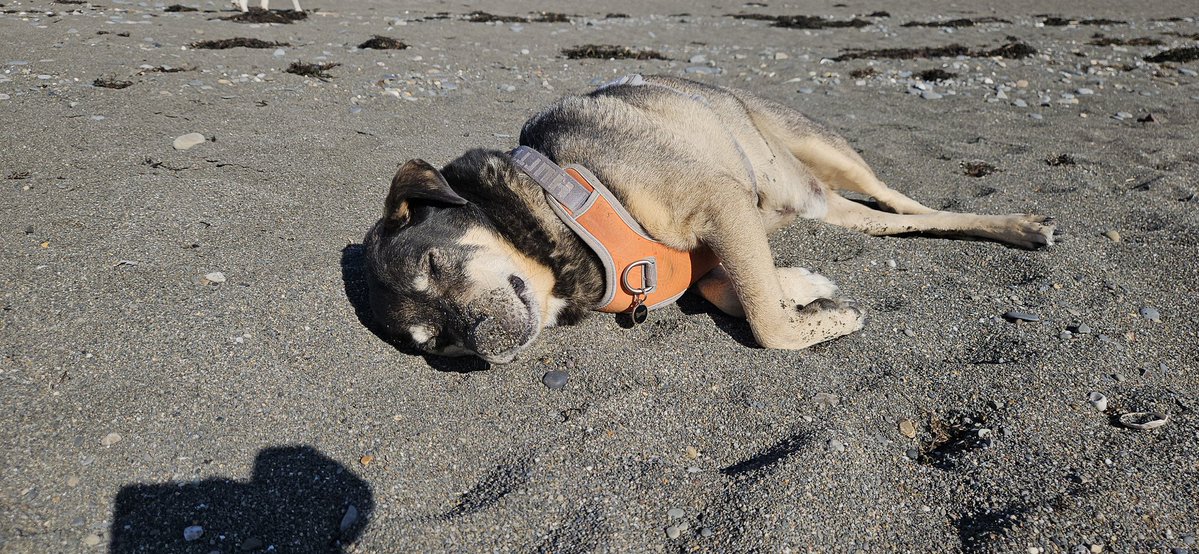 ktulu_r's tweet image. Nakopalo sie Stanlejusze w piasku a teraz odpoczywa. Ten to wie jak zyc. Ludzie pokazywali go sobie palcami jak tak lezal posrodku prawie pustej plazy #Stanley na plazy