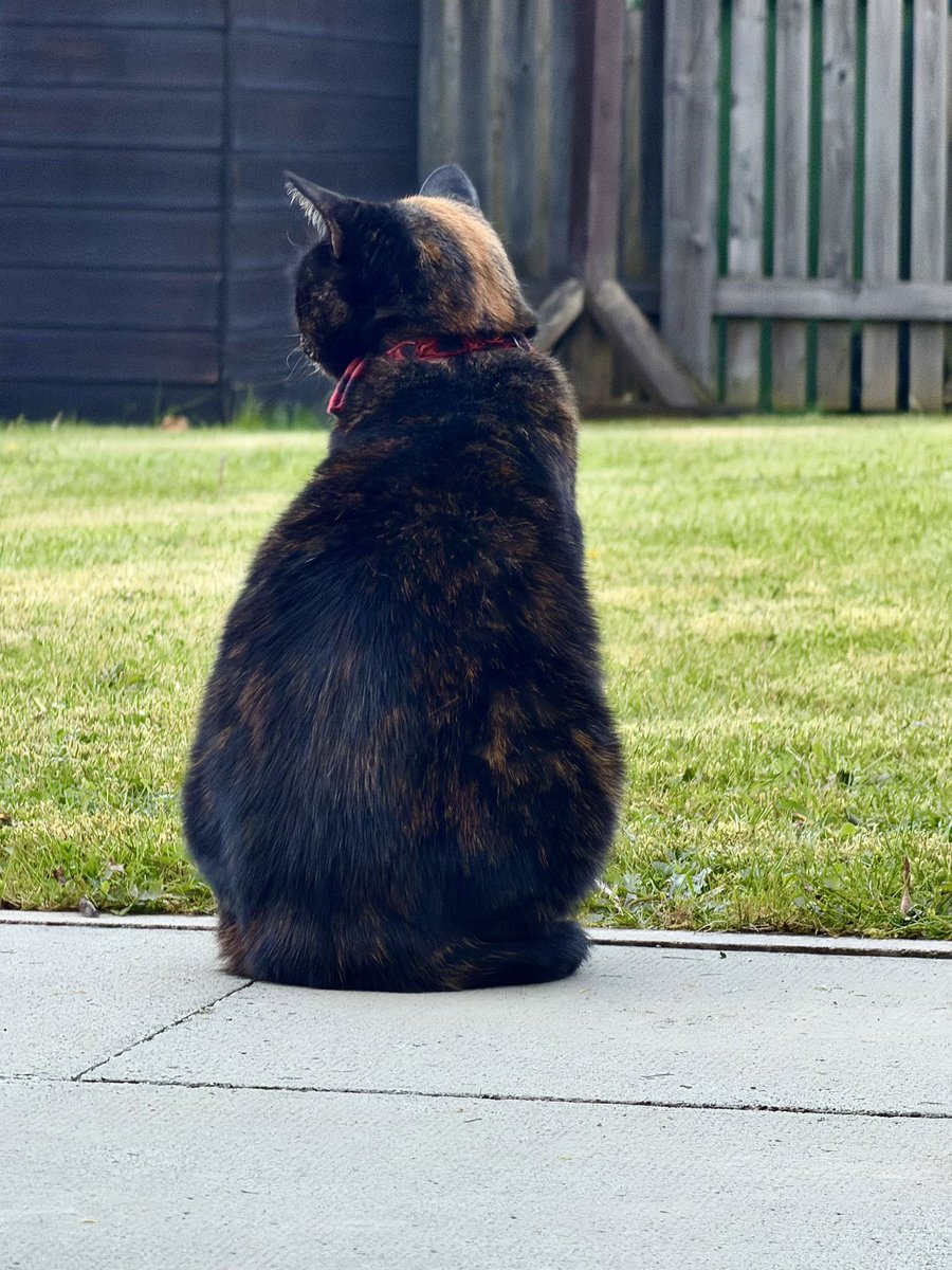 TillyCat19's tweet photo. Surveying… 🐾🐈‍⬛😻 https://t.co/wtjqkHHqiU
