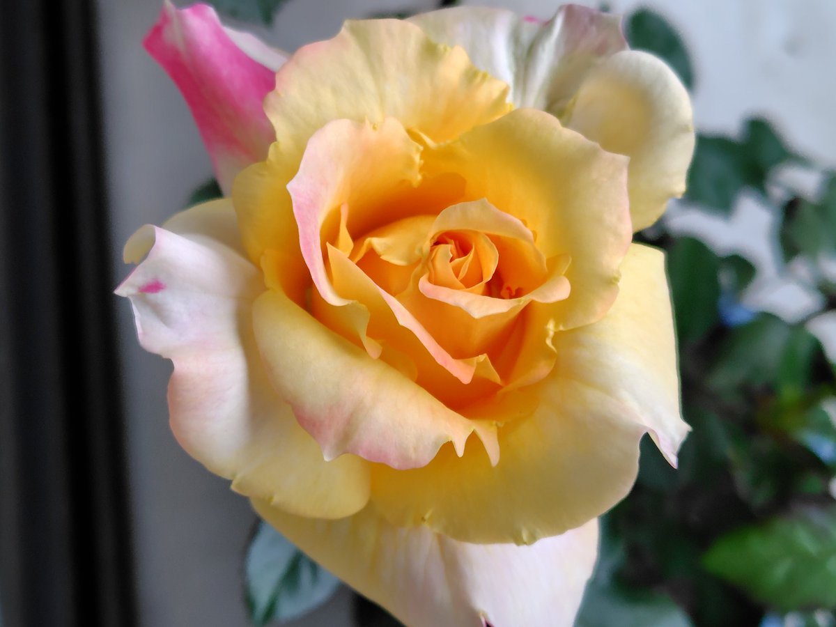 あいうえお tweet media