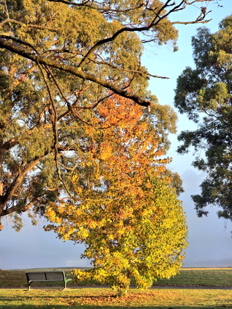 PeterCa85704183's tweet image. Vibrant colours of an Autumn morning. #autumn #trees #leaves #nature