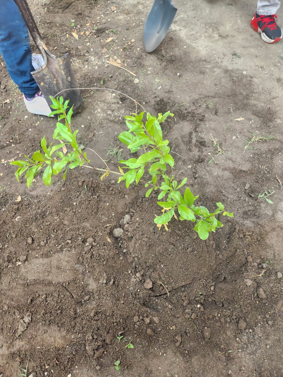 GuardabosqueUrb's tweet image. Hoy plantamos 4 Granados en conjunto con con estudiantes y padres de familia en una actividad de educación ambiental en la escuela primaria José María Pino Suárez, #Puebla. Los estudiantes continúan con su aprendizaje para tener un mejor presente.