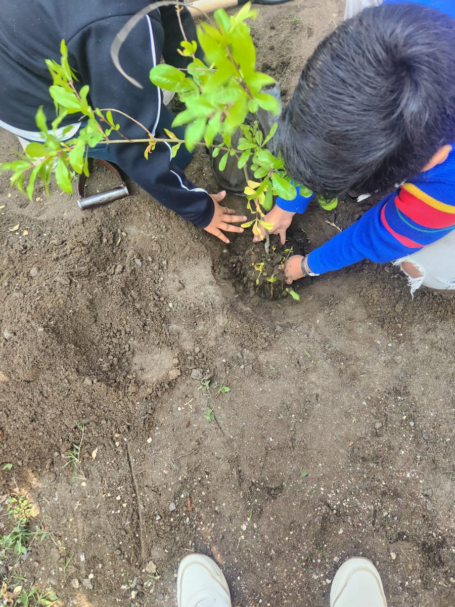 GuardabosqueUrb's tweet image. Hoy plantamos 4 Granados en conjunto con con estudiantes y padres de familia en una actividad de educación ambiental en la escuela primaria José María Pino Suárez, #Puebla. Los estudiantes continúan con su aprendizaje para tener un mejor presente.