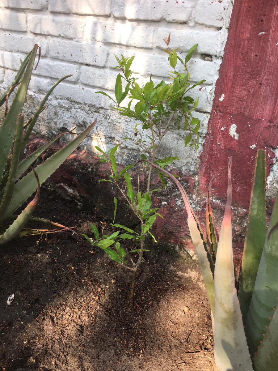 GuardabosqueUrb's tweet image. Hoy plantamos 4 Granados en conjunto con con estudiantes y padres de familia en una actividad de educación ambiental en la escuela primaria José María Pino Suárez, #Puebla. Los estudiantes continúan con su aprendizaje para tener un mejor presente.